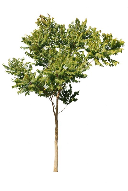 Cutout tree png vegetation (1863)