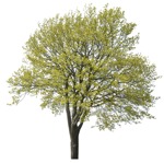 Cut out Tree 0125 | MrCutout.com - miniature