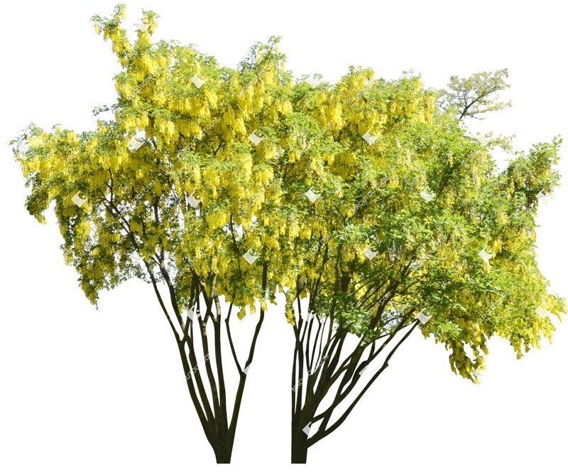 Cut out tree vegetation png (1890)