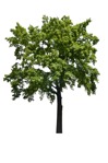 Tree  (2317) - miniature