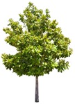 Cutout tree plant cutouts (2322) - miniature