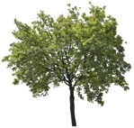 Png tree cutout plant (2268) - miniature