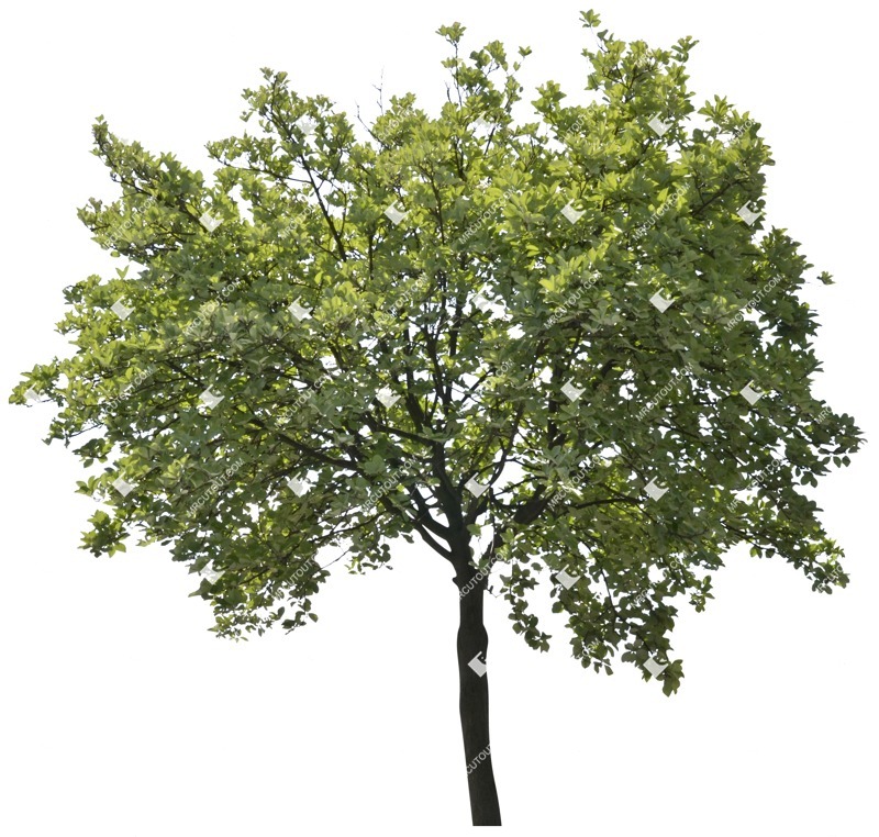 Png tree cutout plant (2414)