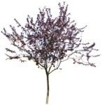 Tree  (2416) - miniature