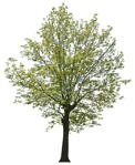 Png tree plant cutouts (2274) - miniature