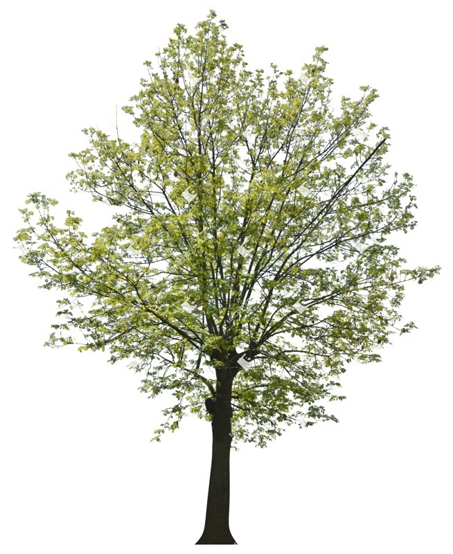 Png tree plant cutouts (2420)