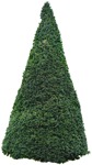 Cutout tree png vegetation (2705) - miniature
