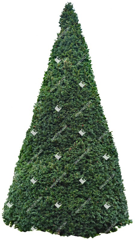 Cutout tree png vegetation (2838)