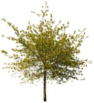 Cut out tree vegetation png (3071) - miniature