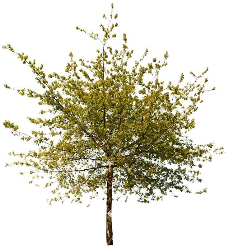Cut out tree vegetation png (3071)