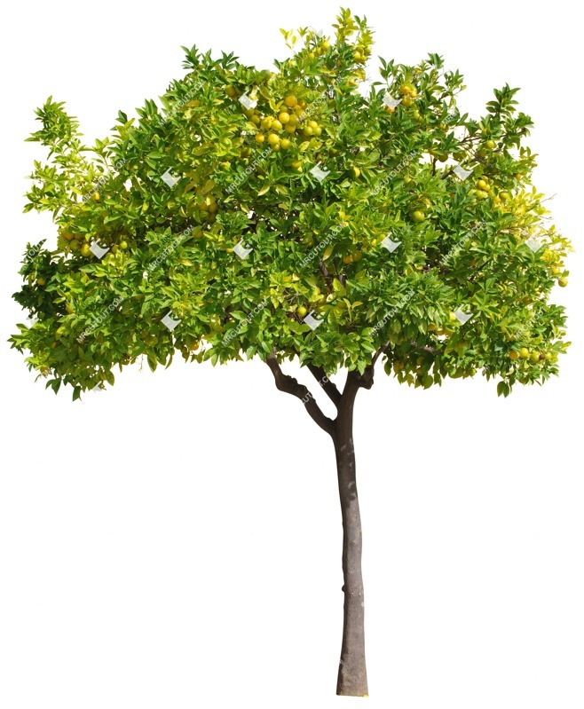 Cutout tree vegetation png (3072)