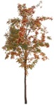 Tree  (3208) - miniature