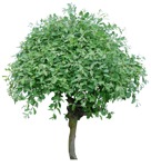 Tree  (3232) - miniature