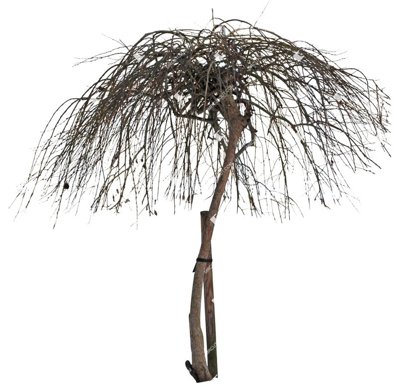 Cut out tree png vegetation (3233)
