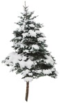 Cut out tree png vegetation (3261) - miniature