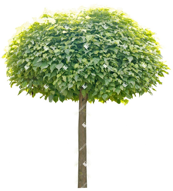 Cutout tree vegetation png (3372)