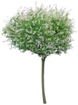 Tree  (3426) - miniature