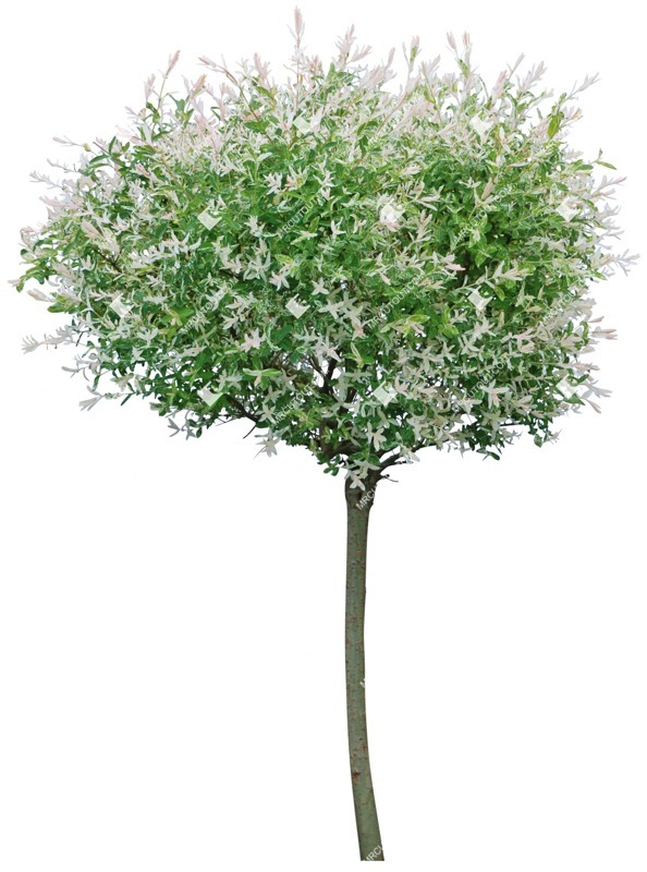 Cut out tree cut out vegetation (3426)