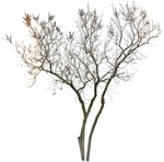 Cut out tree png vegetation (3331) - miniature