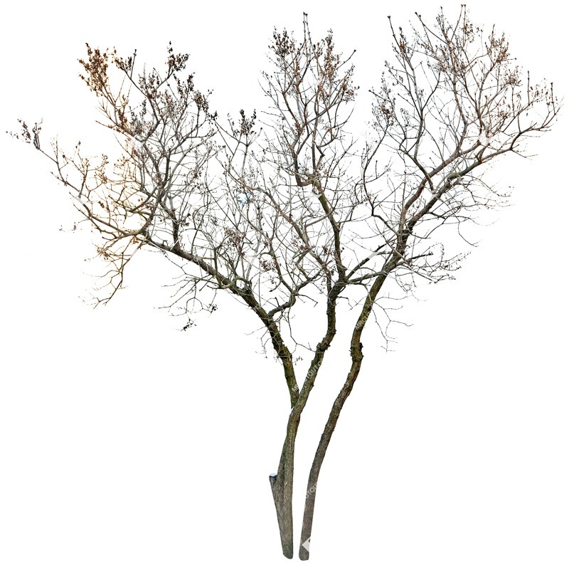 Cut out tree png vegetation (3467)