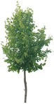 Cutout tree cutout plant (3597) - miniature