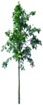 Png tree cutout plant (3462) - miniature