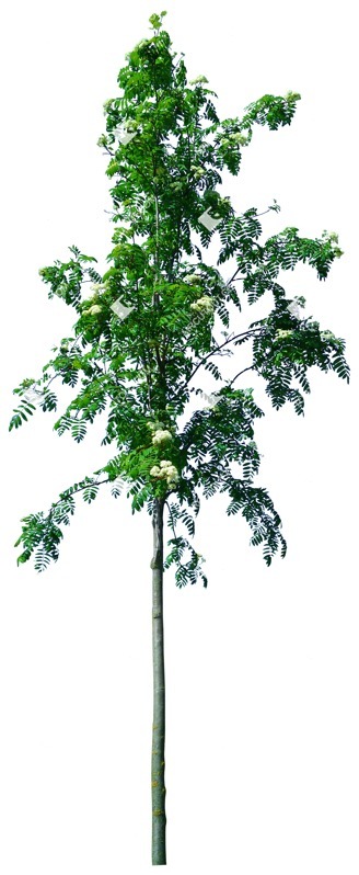 Png tree cutout plant (3598)