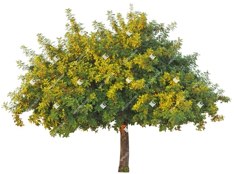 Cut out tree cutout plant (3599)