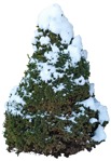 Cut out tree cut out vegetation (3493) - miniature