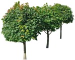Tree  (3691) - miniature