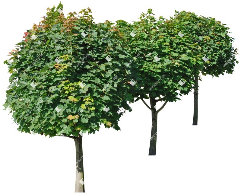 Png tree vegetation png (3691)