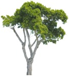Cut out Tree 0204 | MrCutout.com - miniature