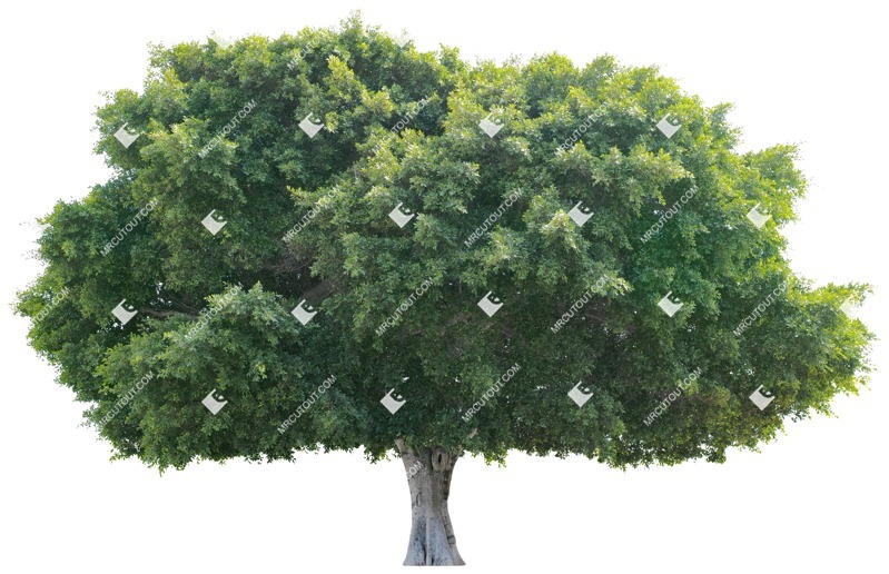 Cutout tree plant cutouts (3814)