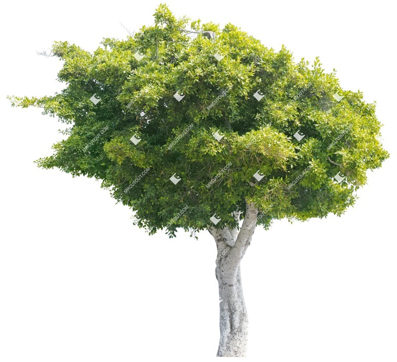 Png tree plant cutouts (3813)