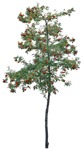Tree  (3844) - miniature