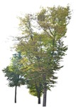 Tree  (3845) - miniature