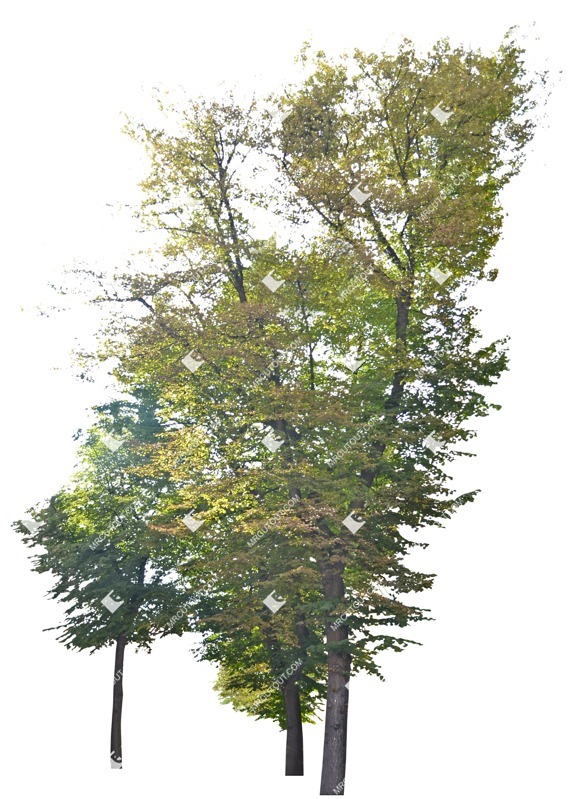 Cut out tree png vegetation (3845)