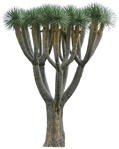 Png tree vegetation png (3738) - miniature