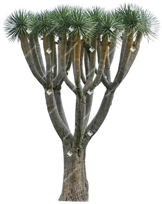 Png tree vegetation png (3880)