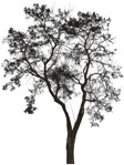 Png tree cutout plant (3765) - miniature