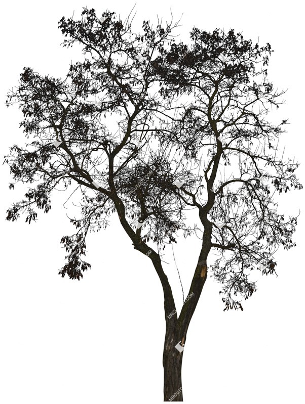 Png tree cutout plant (3907)