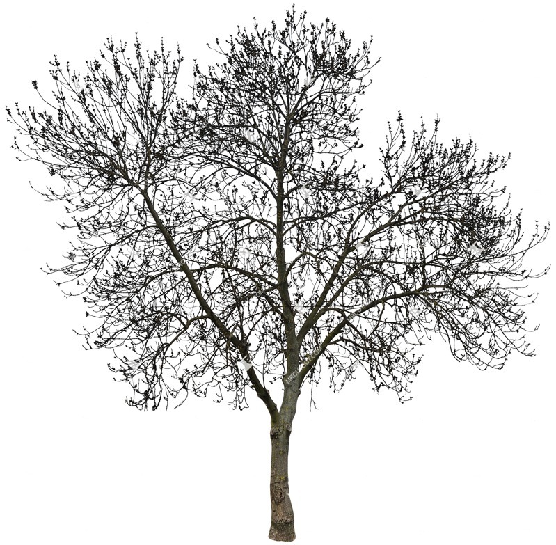 Cut out tree cutout plant (3908)