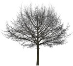 Cutout tree cutout plant (3767) - miniature