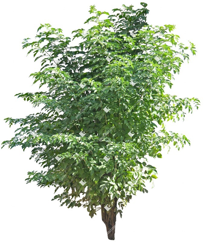 Cut out Tree 0224 | MrCutout.com