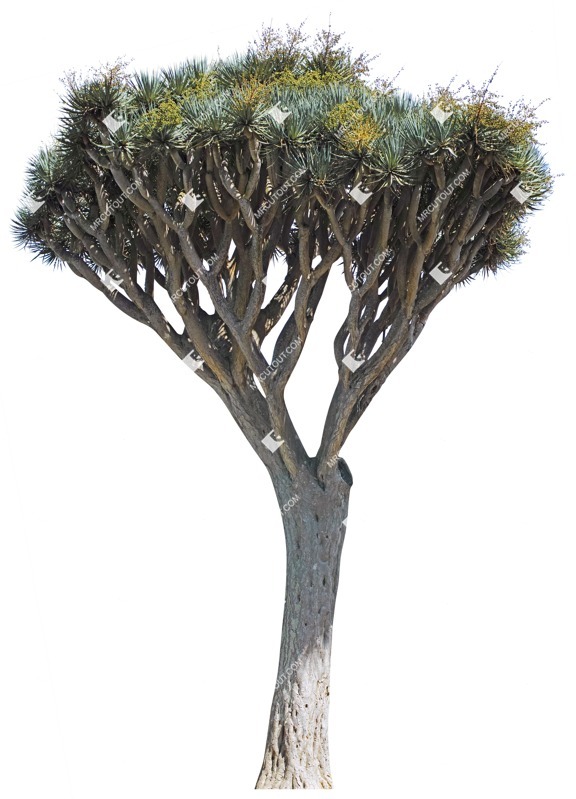 Cut out tree cutout plant (4202)