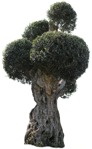 Cutout tree cutout plant (4058) - miniature
