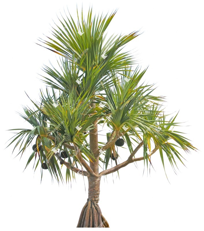 Cut out tree png vegetation (4256)