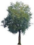 Tree  (4571) - miniature