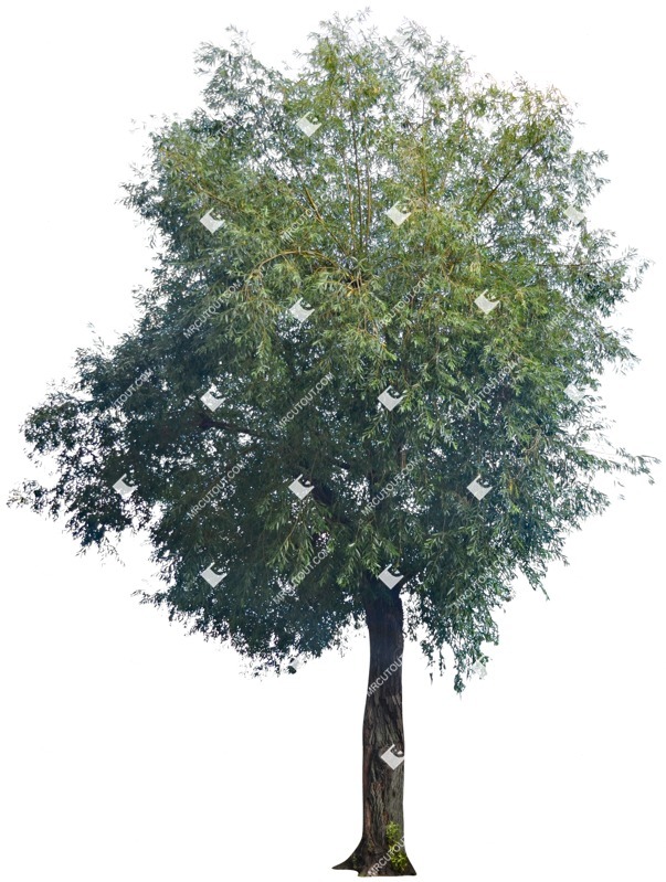 Cut out tree png vegetation (4571)