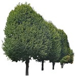 Cut out Tree 0242 | MrCutout.com - miniature